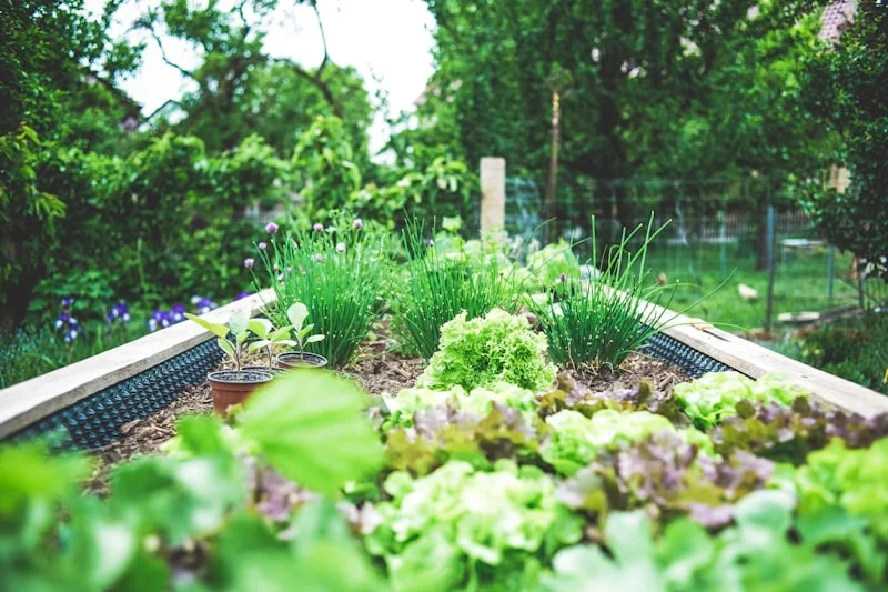 Morning dew on kale