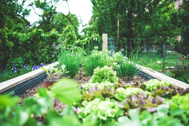 Early days of the garden