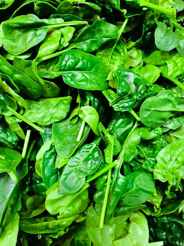 Herbs — cilantro, dill